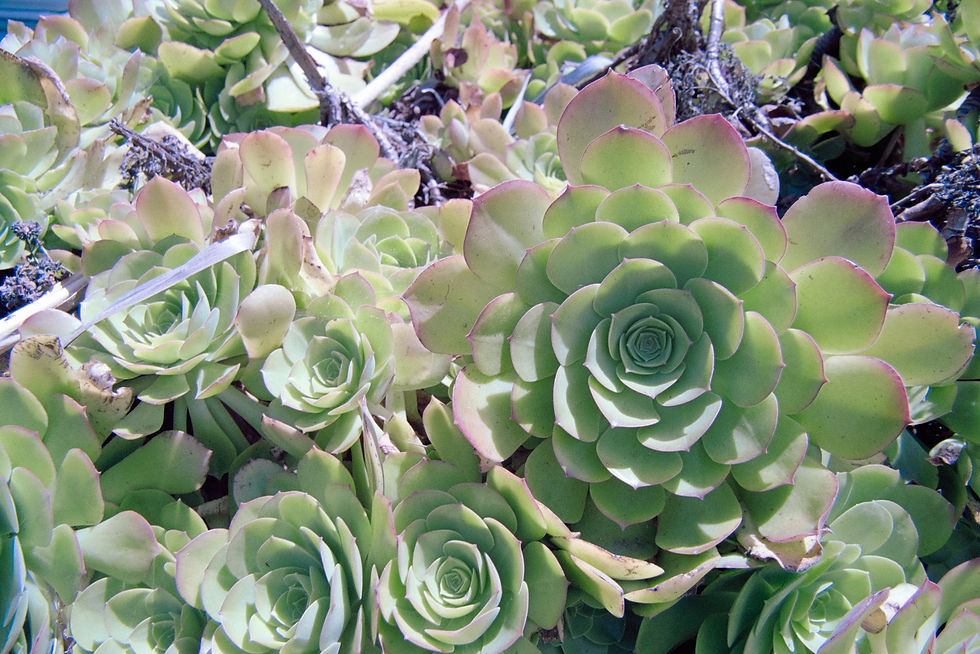 San Diego Succulents