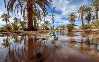 Palmeraie Légendes Berbères.jpeg