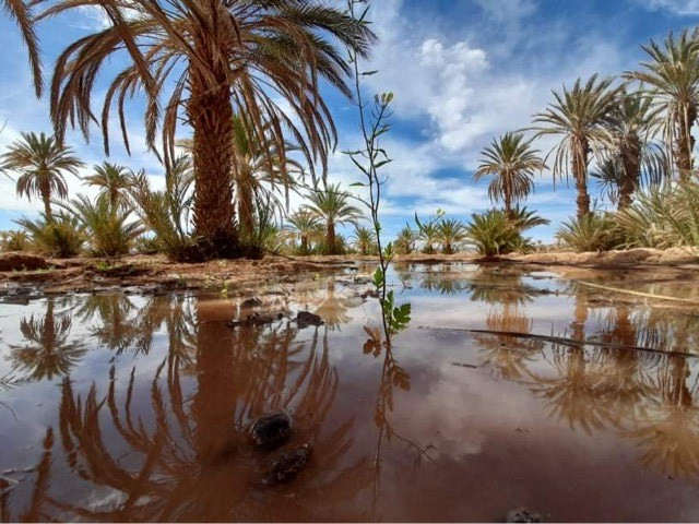 Les dattes de la vallée du Drâa sont réputées pour être les meilleures du Maroc car elles sont gorgées de soleil