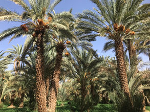 Oasis du Drâa.jpg