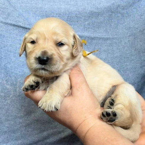 Puppy exposed to new environments and experiences