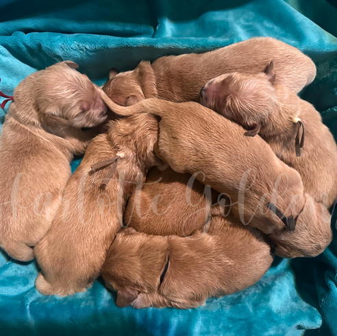 Health-focused golden retriever breeding program