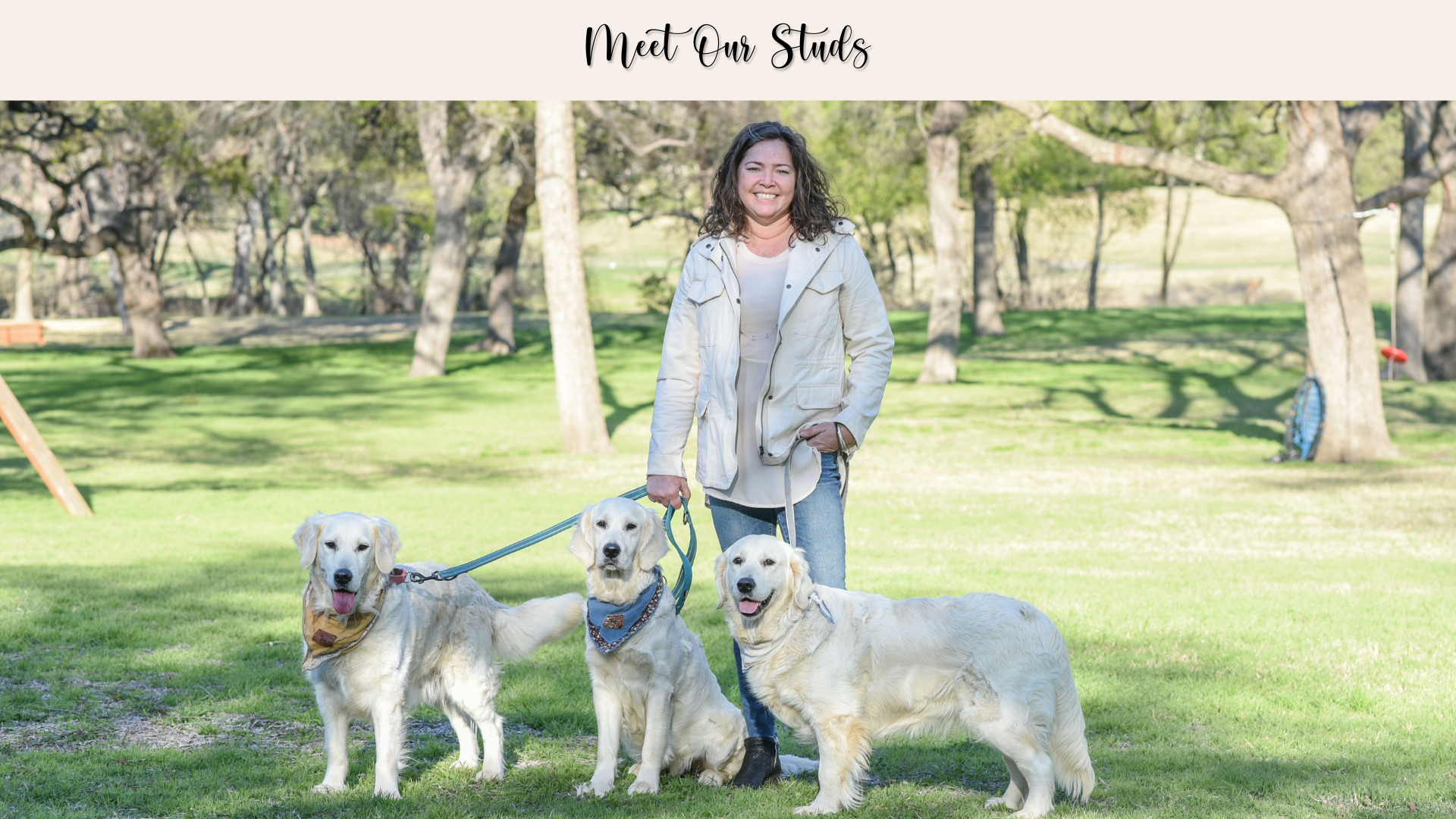 Dogsmith Rhoda Meet our Studs | Skarlotte Goldens | Golden Retrievers in North Texas