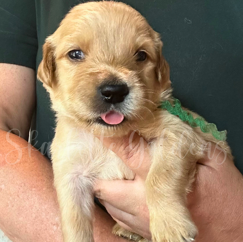 Golden retriever puppy participating in early neurological stimulation