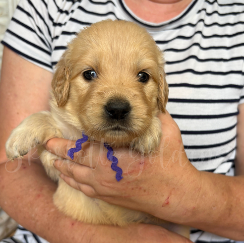 Golden Retriever Puppies Near Southlake