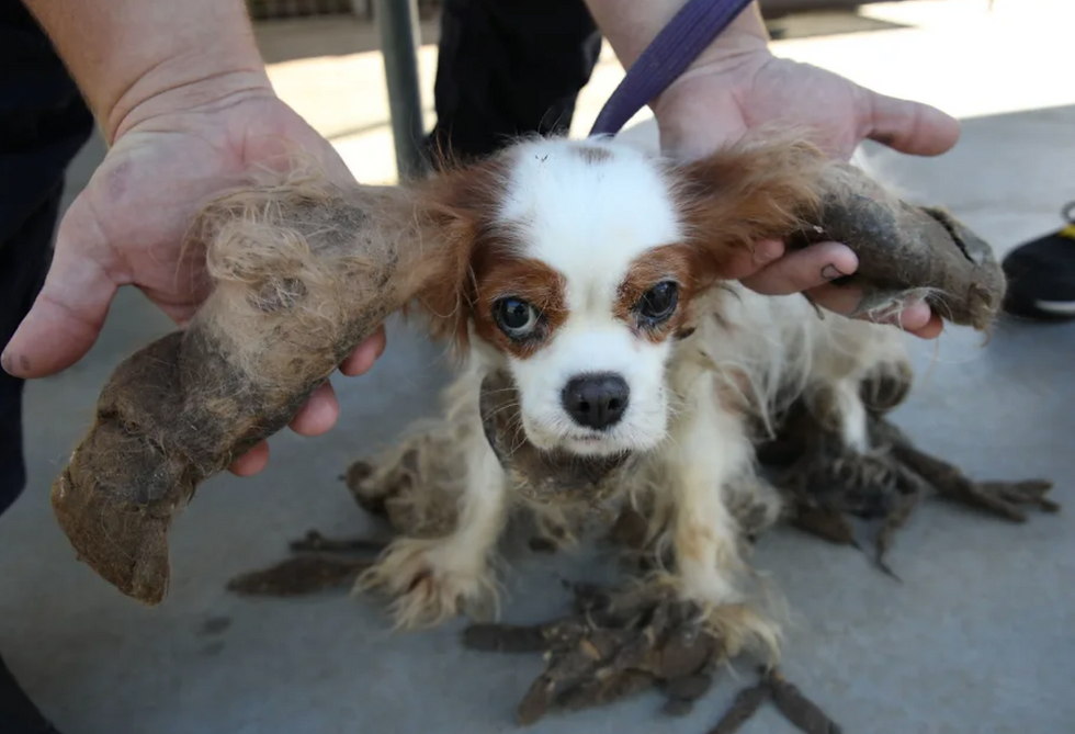 matted cavalier
