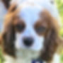 Chip