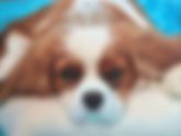 How Should a Cavalier be Groomed?