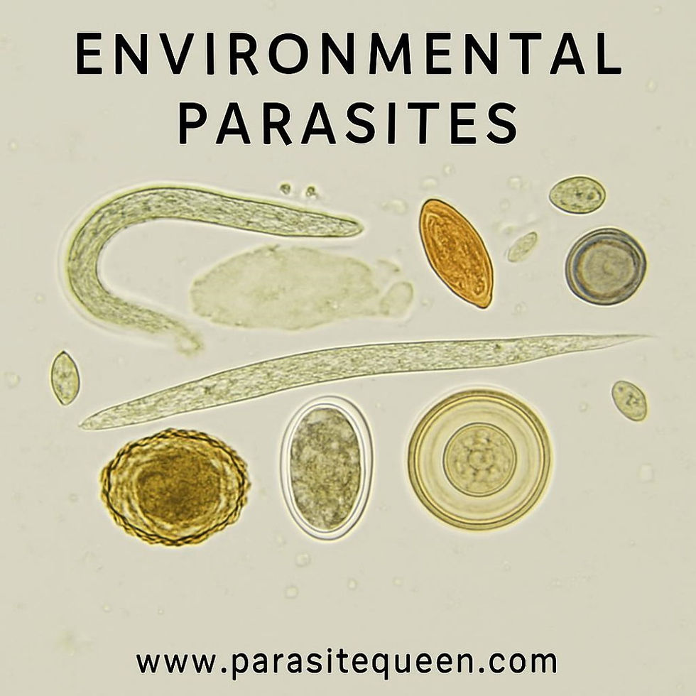 Close-up view of herbal supplements on wooden table