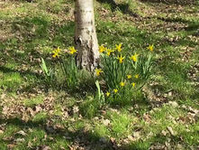Oakfield Wood Natural Burial Essex