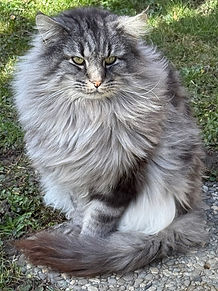 Zuchtkatze von Snowvalley