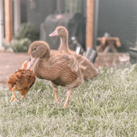 Ducklings at Itsabear Farms