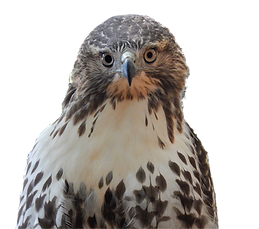 BTBW Hawk_edited.png