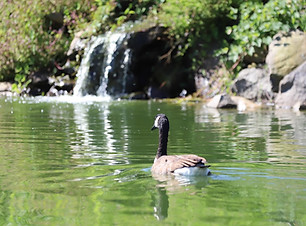 WP Goose.jpg
