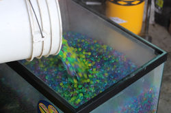 Pouring Orbez into Fish Tank