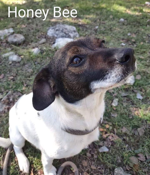 HoneyBee1.jpeg