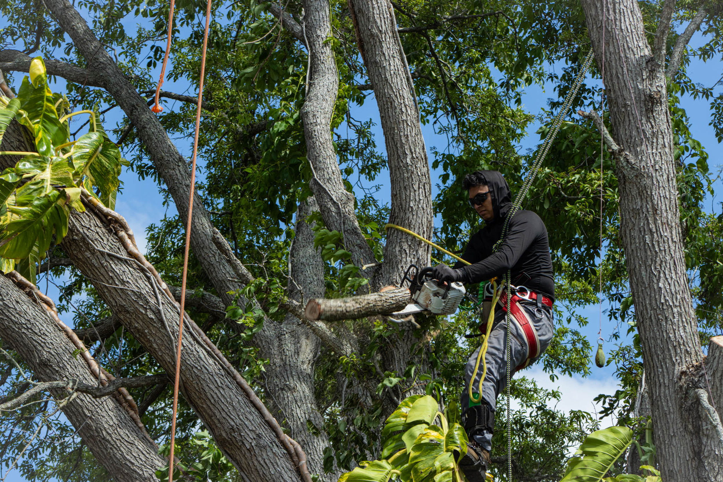 Free Estimates On All Services | Monster Tree Service