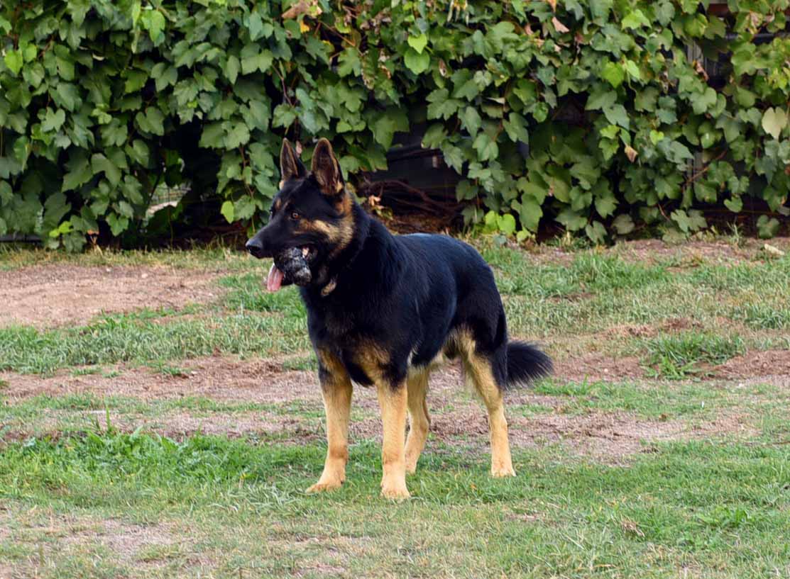 top german shepherd breeders in the world