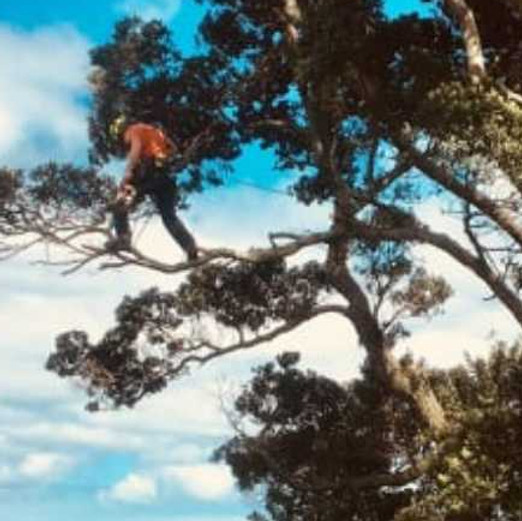 Coastal pruning and tree work auckland