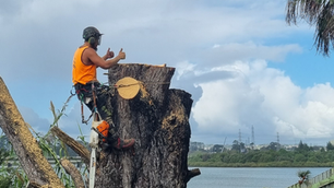 Arborist happy with cut on tree in auckland