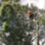 Urban Arborists Auckland tree removals and pruning_edited.jpg