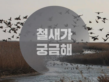 [카드뉴스] 철새가 궁금해!