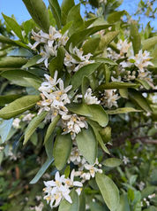 🌼 Holding Onto the Blossoms: The Promise of a Bountiful Fall 🍊