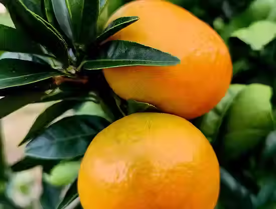 A small, seedless, and easy to peel tangerine with a beautiful orange color and incredible sweetness. They’re known for their amazingly sweet flavor. The Bingos are an instant fan favorite among our team and customers alike.