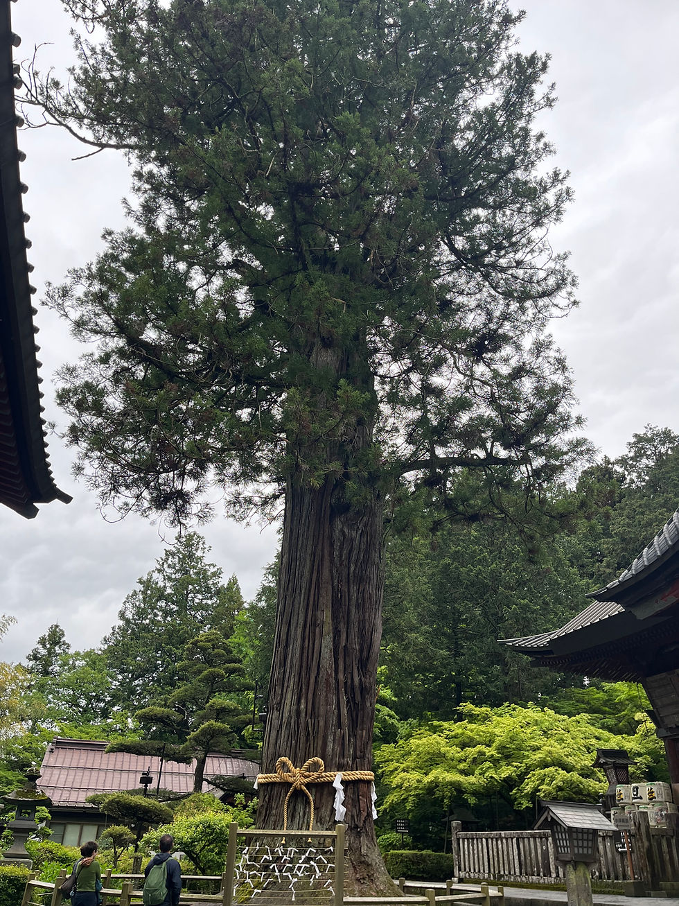 Shimenawa rope adorns a colossal tree of more than a 1000 years old.