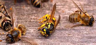 ree