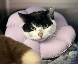 Andrina and Attina are looking for new homes.