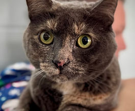 Young Torie is ready to share her warmth and loyalty with a forever family.