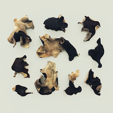 wood-ear-mushrooms-3.jpg