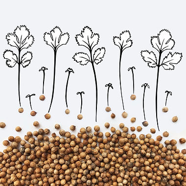 Coriander-Cilantro.jpg