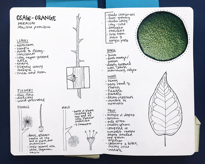 osageorange.jpg