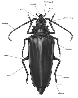 websitebeetle1.jpg