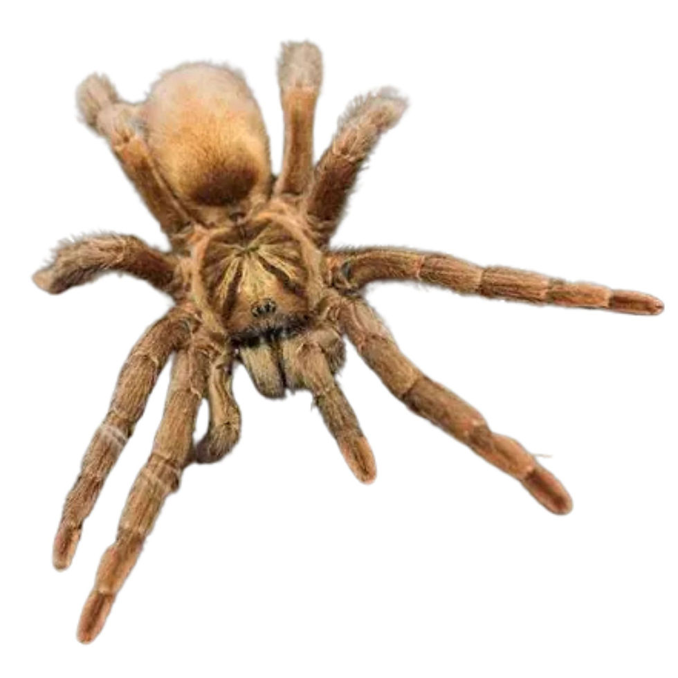 Trinidad Olive Tarantula