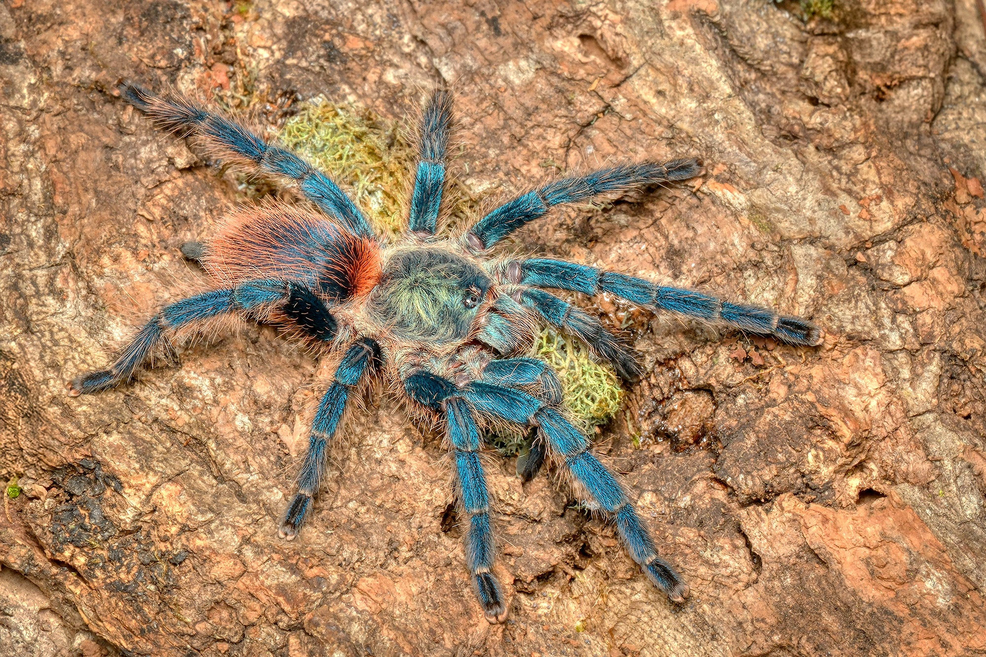 Sapphire Dwarf Beauty Tarantula "Dolichothele diamantinensis"