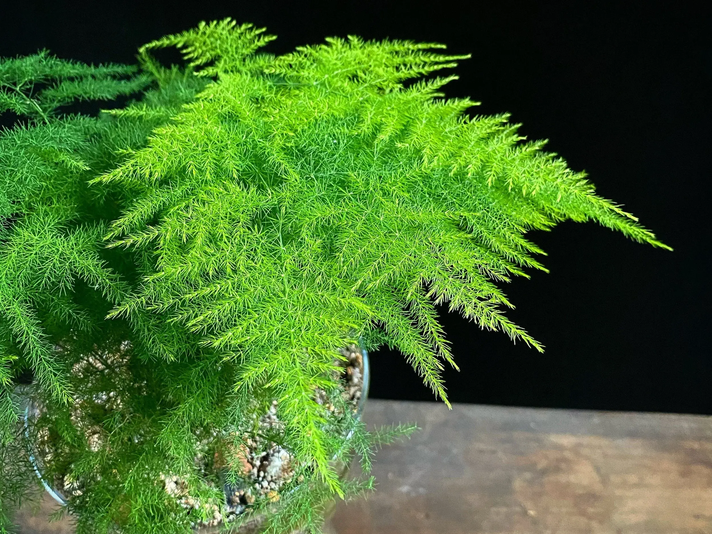 Plumosa Fern