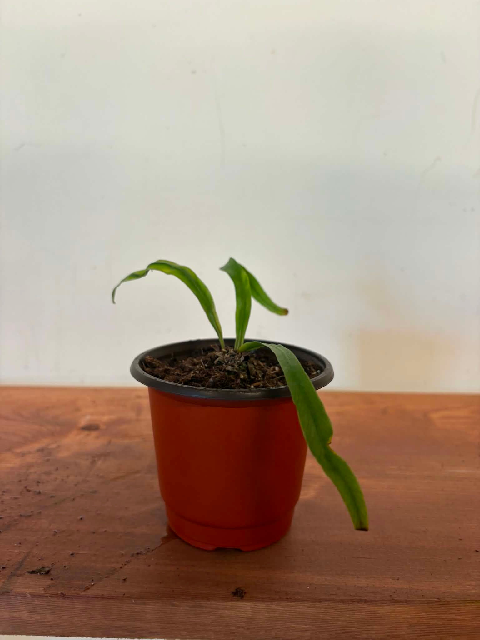 Bird's Nest Fern 3" Nursery Pot