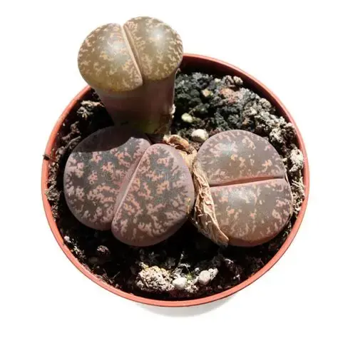 Lithops