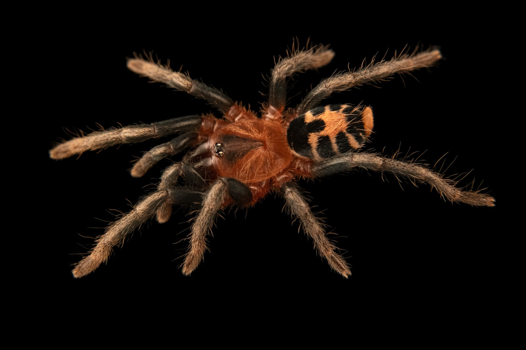 Columbian Dwarf Tiger Tarantula "Cyriocosmus leetzi"