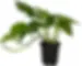 Pothos