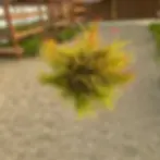 Small air plant with yellow and red-tipped leaves
