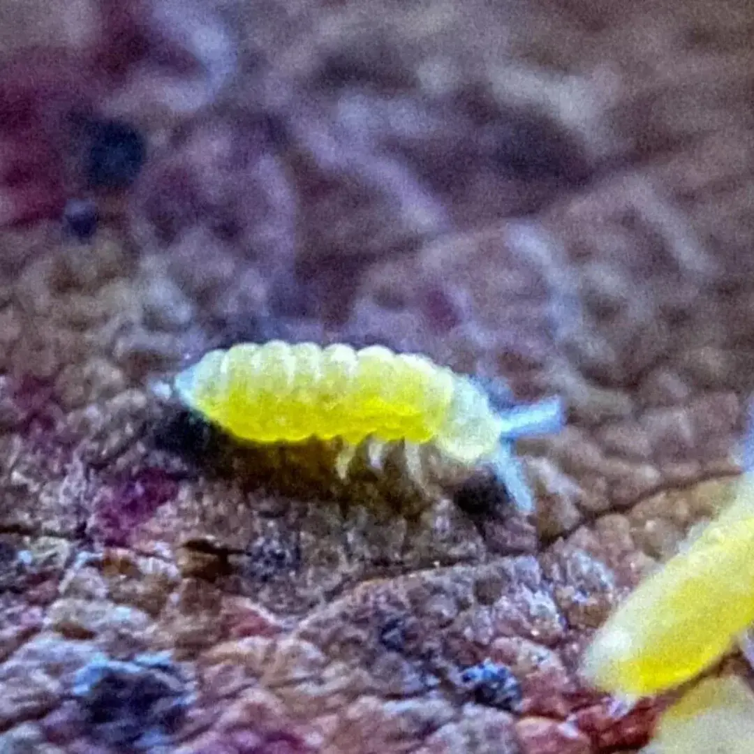 Yellow Albino Springtails
