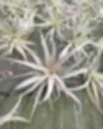Silver Tillandsia air plants arranged on a wooden surface