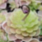 Small butterwort plants with a budding purple flower.