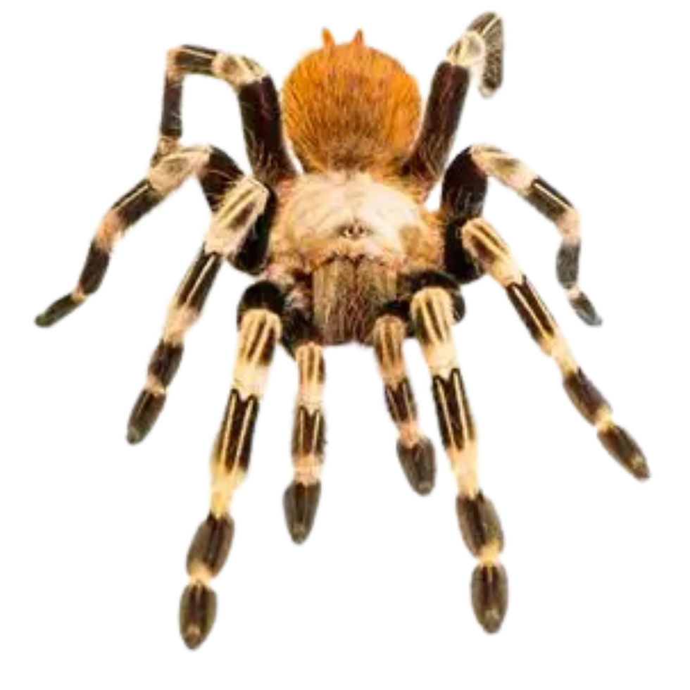 Brazilian Red & White Tarantula