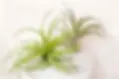 Two green air plants on a white surface.