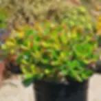 Small jade succulent plants in a black nursery pot